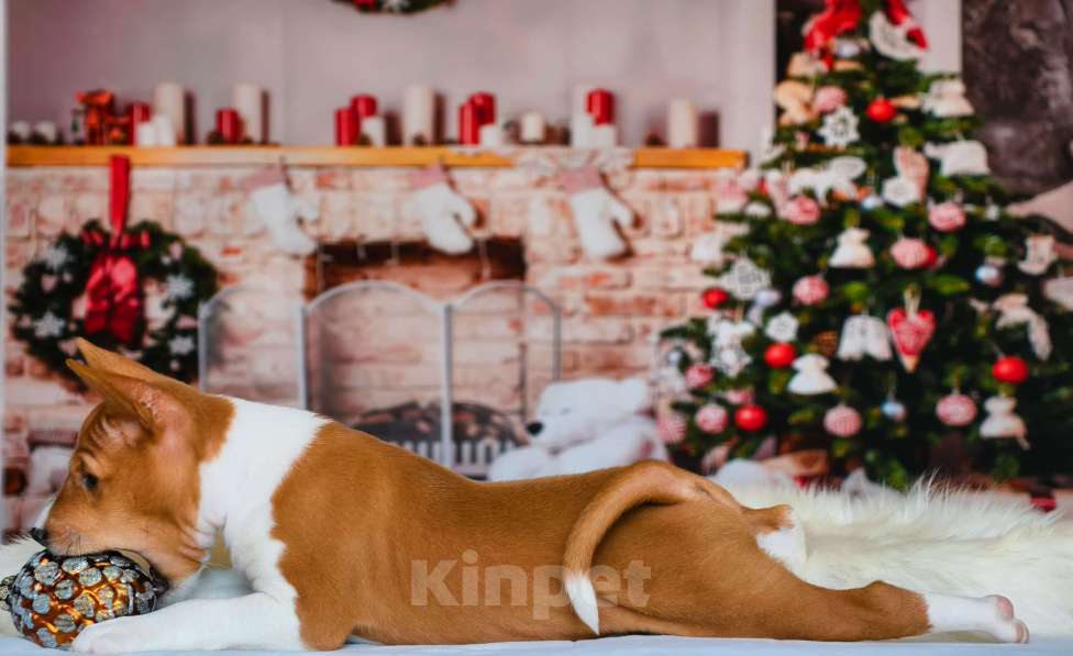 Собаки в Москве: ваш штурман по жизни Мальчик, Бесплатно - фото 4