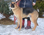 Собаки в Подольске: Норд ищет дом, Бесплатно - фото 4