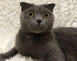 Кошки в Малмыже: Продаются Шотландские котята, 7 000 руб. - фото 3