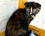 Кошки в Новосиле: Котенок в добрые руки!, 199 руб. - фото 1