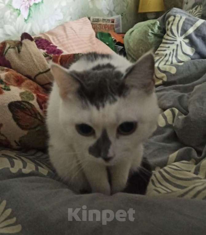 Кошки в других городах Московской области: Кошки в добрые руки Девочка, Бесплатно - фото 10