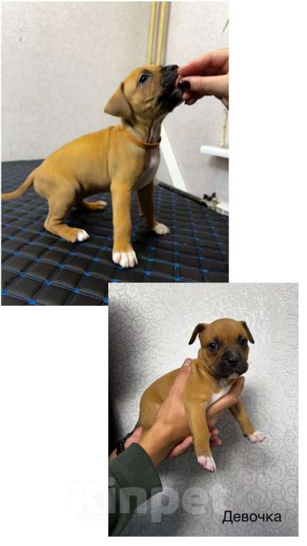Собаки в Обнинске: Щенок Мальчик, 15 000 руб. - фото 3