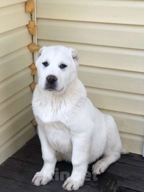 Собаки в Москве: Щенок среднеазиатской овчарки Мальчик, Бесплатно - фото 2