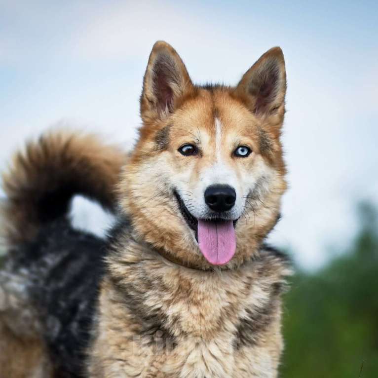 Собаки в Москве: Сияющая красотка Лайза ищет семью! Девочка, Бесплатно - фото 1