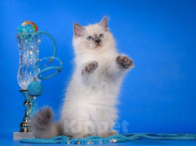 Кошки в Москве: Невский маскарадный котёнок Мальчик, Бесплатно - фото 3