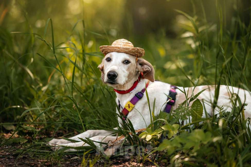 Собаки в Москве: Метис уиппета Латифа в добрые руки Девочка, 1 руб. - фото 8