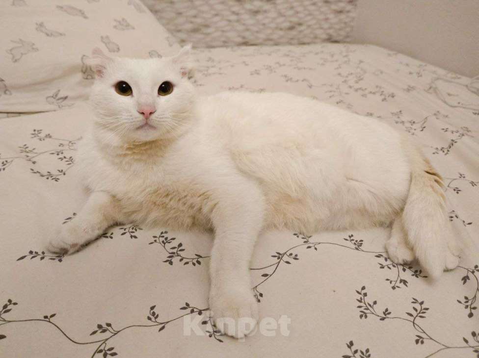 Кошки в Москве: Стюарт ищет дом Мальчик, Бесплатно - фото 3