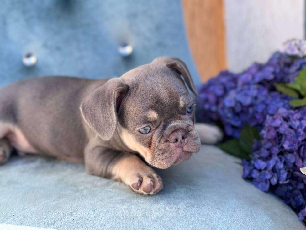 Собаки в Москве: Французский бульдог  Мальчик, 100 000 руб. - фото 10