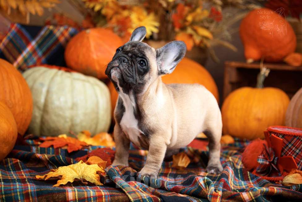 Собаки в Ростове-на-Дону: Готова к переезду.  Девочка, 50 000 руб. - фото 7