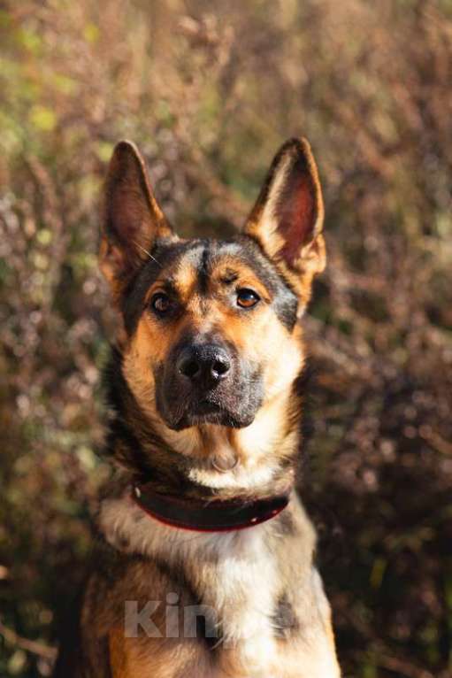 Собаки в Москве: Немецкая овчарка Зевс в добрые руки Мальчик, 1 руб. - фото 3