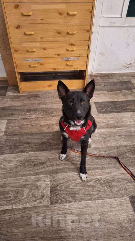 Собаки в Москве: Гайка 2 года Девочка, Бесплатно - фото 4