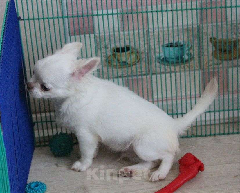 Собаки в Москве: подрощенный мальчик светлого окраса Мальчик, 20 000 руб. - фото 5