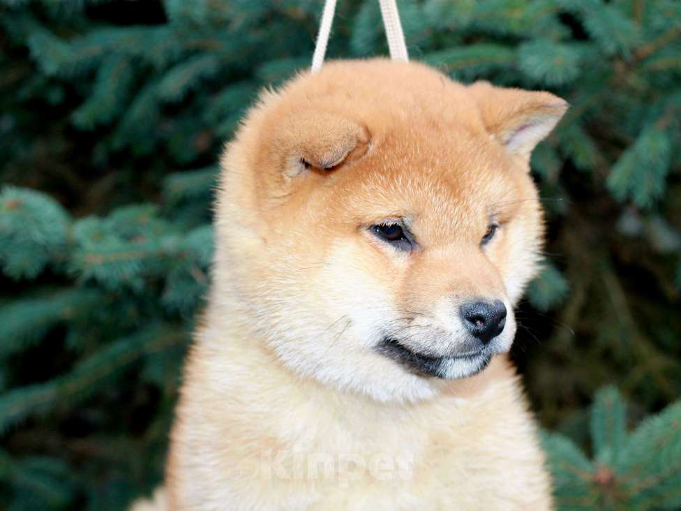 Собаки в Сергиеве Посаде: Девочка Сиба Ину Девочка, 60 000 руб. - фото 2