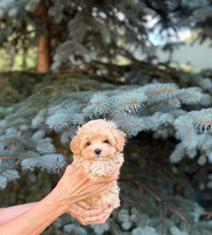 Собаки в Москве: Мальтипу мини F1 Мальчик, 130 000 руб. - фото 6