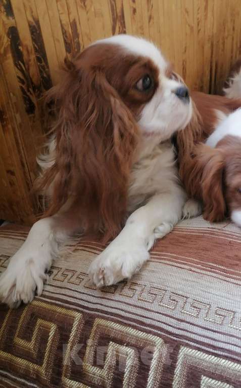 Собаки в Москве: Кавалер Кинг Чарльз спаниель  3года.  Девочка, 60 000 руб. - фото 2