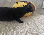 Кошки в Москве: Котенок Бумер ищет дом Мальчик, Бесплатно - фото 5
