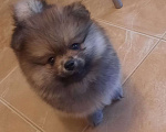 Собаки в Москве: Померанский шпиц, мальчик Мальчик, 45 000 руб. - фото 1