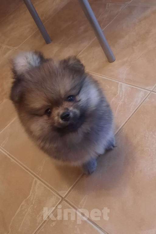 Собаки в Москве: Померанский шпиц, мальчик Мальчик, 45 000 руб. - фото 1