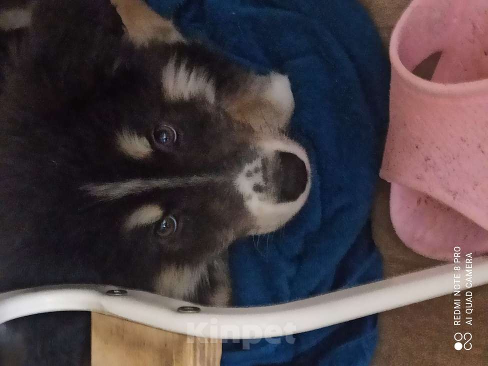 Собаки в Якутске: Отдам щенка мальчика в добрые руки!  Мальчик, Бесплатно - фото 6