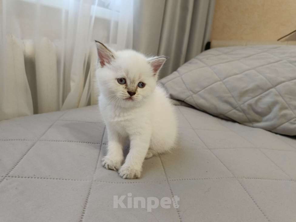 Кошки в Ростове-на-Дону: Мальчик 2 Мальчик, 13 000 руб. - фото 4