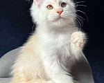 Кошки в Санкт-Петербурге: Девочка мейн кун Девочка, 20 000 руб. - фото 1
