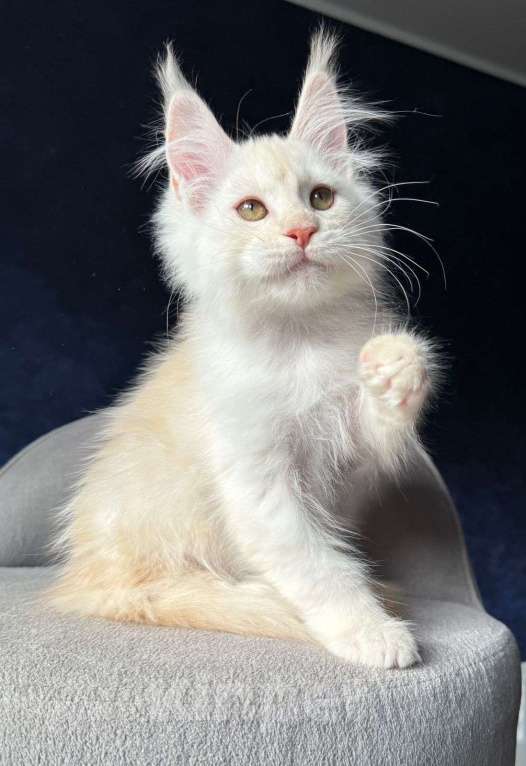 Кошки в Санкт-Петербурге: Девочка мейн кун Девочка, 20 000 руб. - фото 1