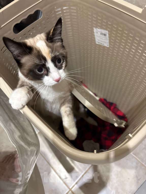 Кошки в Рязани: Кошка в добрые руки, даром  Девочка, Бесплатно - фото 3