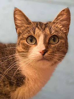 кошка Люся ищет дом