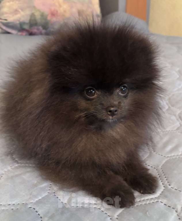 Собаки в Петергофе: Очаровашка мальчишка  Мальчик, 40 000 руб. - фото 4