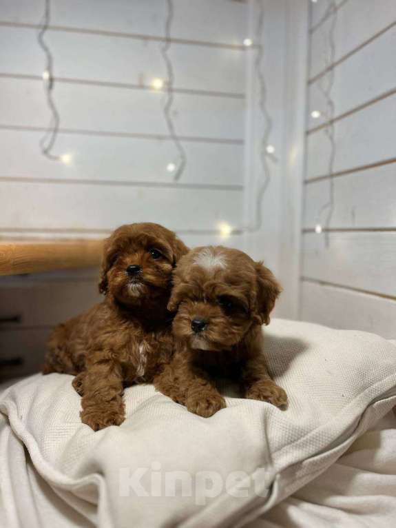 Собаки в других городах Московской области: щенки породы Кавапу Девочка, 120 000 руб. - фото 2