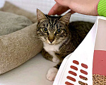 Кошки в Москве: Сладкий Арбуз, ласковый котик-подросток в добрые руки Мальчик, 10 руб. - фото 4