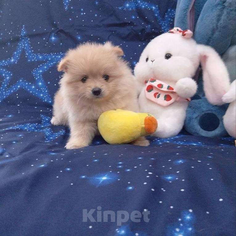 Собаки в Иркутске: Шпиц Девочка, Бесплатно - фото 1