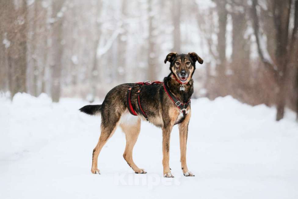 Собаки в Москве: Очаровательная Джума ищет дом Девочка, Бесплатно - фото 3