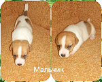 Собаки в Севастополе: Щенки Джек рассел терьер  Мальчик, 25 000 руб. - фото 7
