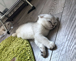 Кошки в Москве: шиншилла серебристая котенок Девочка, 25 000 руб. - фото 2
