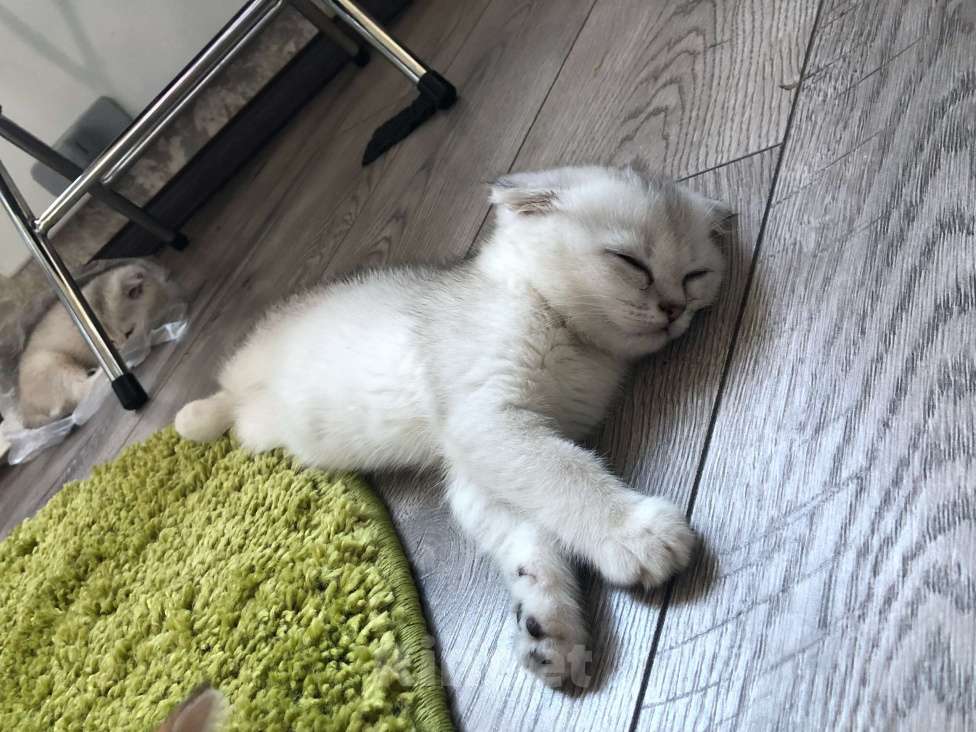 Кошки в Москве: шиншилла серебристая котенок Девочка, 10 000 руб. - фото 2