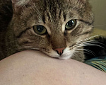 Кошки в Одинцово: Пропал кот Мальчик, Бесплатно - фото 1