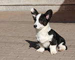 Собаки в Одинцово: Мальчик Вельш Корги Кардиган Мальчик, 50 000 руб. - фото 3