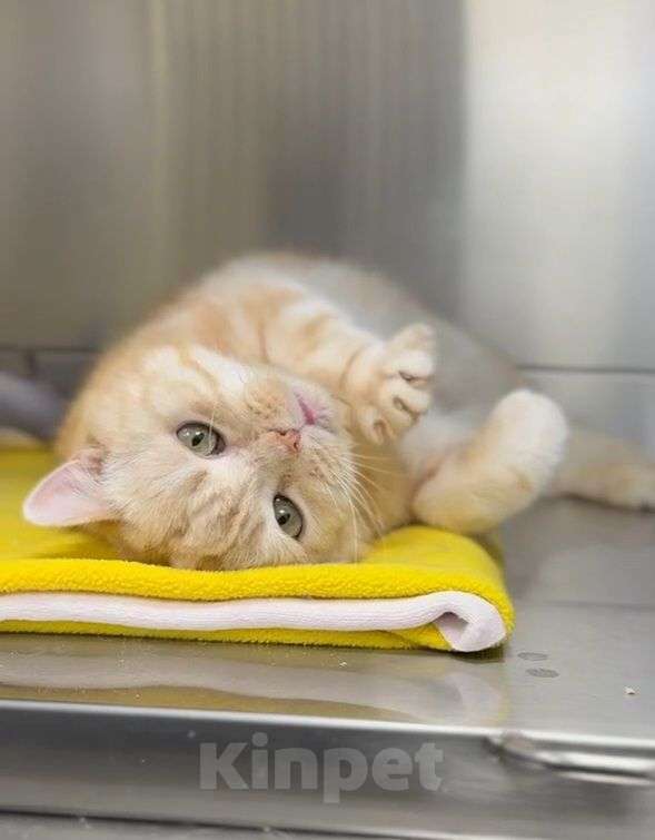 Кошки в Москве: Особенный котик ищет дом  Мальчик, Бесплатно - фото 2