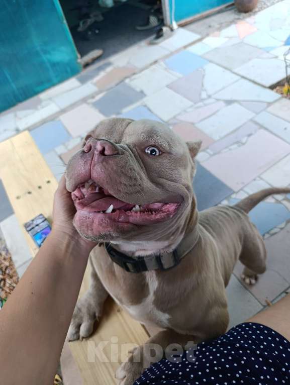 Собаки в Краснодаре: Микроэкзот булли на вязку Мальчик, 25 000 руб. - фото 3