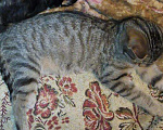Кошки в Москве: Бенгальский котенок (метис) Лина, 10 месяцев, Бесплатно - фото 7