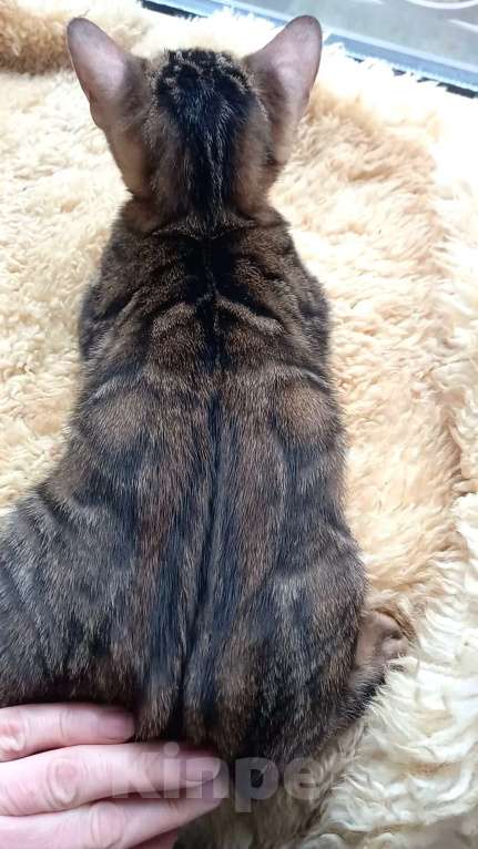 Кошки в Москве: Бенгальский мальчик Мальчик, 25 000 руб. - фото 5