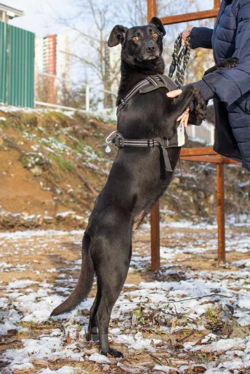 Собаки в Москве: Спасённая со стройки Альма нуждается в любящих хозяевах! Девочка, Бесплатно - фото 5