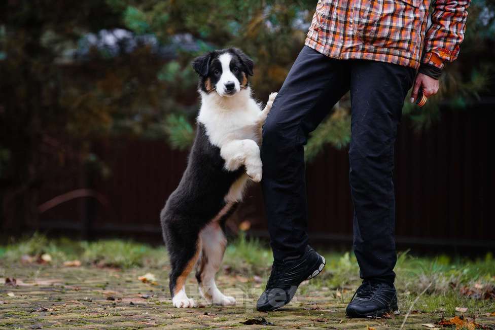 Собаки в Звенигороде: Щенки австралийской овчарки  Девочка, 50 000 руб. - фото 1
