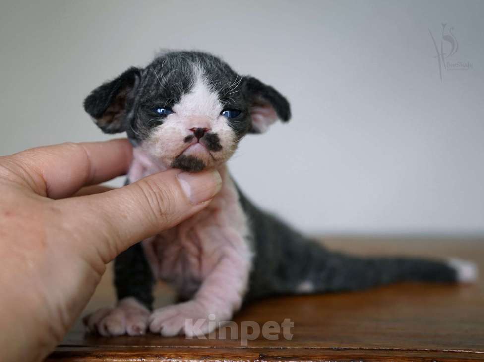 Кошки в Москве: Девон-рекс мальчик Мальчик, 80 000 руб. - фото 3