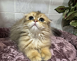 Кошки в Волгограде: Хайленд фолд золотая шиншилла Мальчик, 20 000 руб. - фото 3