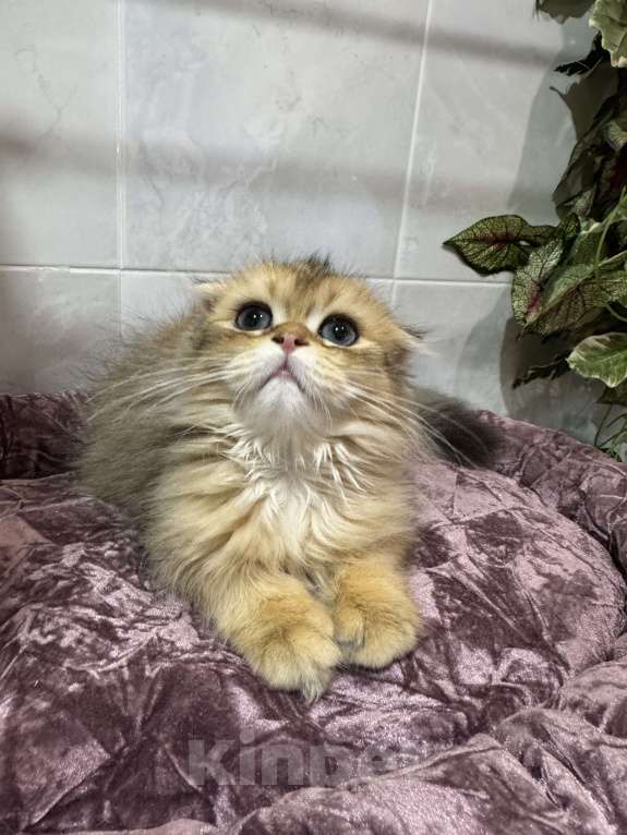 Кошки в Волгограде: Хайленд фолд золотая шиншилла Мальчик, 20 000 руб. - фото 3
