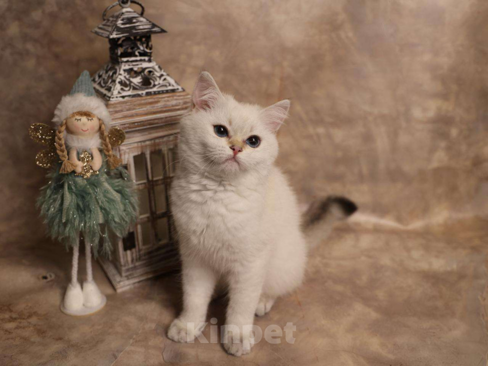 Кошки в Москве: Шотландский вислоухий короткошёрстный котёнок Мальчик, 50 000 руб. - фото 10