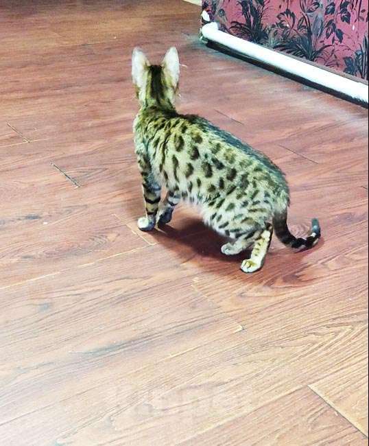 Кошки в Кемерово: Бенгальский котенок Мальчик, 5 000 руб. - фото 5