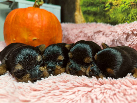 Йоркширский терьер, мальчик